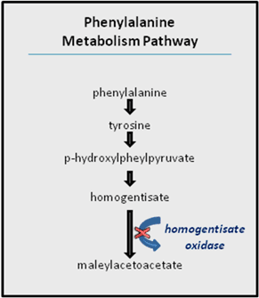 这四个图显示苯丙氨酸代谢产生maleylacetoacetate。在第一步中,苯丙氨酸转化为酪氨酸。在第二步中,酪氨酸转化为p-hydroxylpheylpyruvate。在第三步中,p-hydroxylpheylpyruvate转换为homogentisate。在第四步中,homogentisate转化为maleylacetoacetate弯曲蓝色箭头旁边显示了最后一步行动homogentisate氧化酶的酶,这种酶催化最后的反应。一个红色的X通过弯曲的蓝色箭头表明在某些个体,homogentisate氧化酶是有缺陷的,不能催化反应。