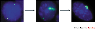 三个显微图显示Xist成绩单在女性ES细胞分化的变化。在每一个深蓝色的圆形细胞的显微图覆盖黑色广场,Xist转录是由绿色荧光检测信号。第一显微照片显示了一个未分化的胚胎干细胞有两个绿色的小点,中间的面板显示了部分分化ES细胞,其中一个绿色圆点已经扩大到一个椭圆形状的面积约20倍Xist transcript加标点的染色模式,和右边的面板显示了一个完全分化ES细胞,小绿点在哪里失踪,椭圆形三分之一面积相比,部分分化ES细胞。