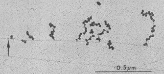 灰度电子显微图显示了一个细菌染色体9越来越多核糖体沿着它的长度。染色体看起来像一个薄的水平线。多核糖体看起来像一个垂直串的珠子分支向上的染色体。一个箭头指向一个在最左边终点站的染色体表示潜在的RNA聚合酶结合位点。