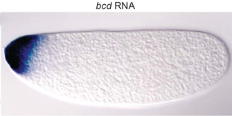 果蝇显微照片显示了侧面的鸡蛋。它有一个椭圆形状,和它的前端略尖,在左边。鸡蛋是明确的和透明的无处不在但前提示,彩色深蓝色。这个区域对应于大约百分之十的鸡蛋的水平长度。蛋的顶端的蓝色色素褪色的右边缘进步离开前,显示一个梯度。蓝色是一种染料,指示的位置bicoid RNA表达的蛋。