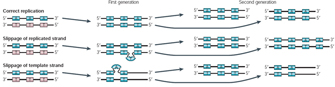 一个示意图显示了三个DNA复制场景发生在两代人。第一个是一个正确的复制场景;第二个是一个场景中滑移出现在复制DNA链;第三是一个场景中滑移出现在模板DNA链。three-nucleotide长段DNA用于说明每个场景。在正确的复制,两股DNA核苷酸的第二代包含原来的数量。复制链滑移后,产生一个DNA链将包含原始的核苷酸,而第二个导致DNA链将包含一个额外的核苷酸。滑动模板链后,产生的DNA链将包含原数量的核苷酸,而第二个导致DNA链将会丢失一个核苷酸。
