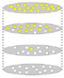 在这个概念图中，一个水平的灰色椭圆代表开花植物的种群。椭圆内的圆圈代表种群中的单个植物，黄色或白色表示花朵的颜色。四个人口椭圆形排列在一个垂直的列中，每边由虚线灰色连接。柱底的椭圆表示最初的祖先种群。上升的椭圆代表同一种群的连续世代。种群椭圆中白色圆圈和黄色圆圈的比例在四代中发生变化，从祖先种群中的全部白色开始，到最近一代的全部黄色结束。