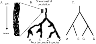 这张多面板图显示了四种与祖先相关的物种的分支模式。图A是一个祖先茎的特写视图，图B显示了一个祖先种群分化产生四个后代物种，图C是图B中所示关系的简图。