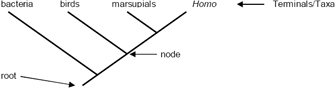 这个样本系统发育树图描述了几个与系统发育术语相关的术语。系统发育树本身由一条细对角线和三条垂直的对角线组成。表示祖先种群的单对角线的下端被标记为根。三条垂直分支线从原始对角线开始的点被标记为节点。每条垂直的分支线都在其末端标记了一个分类单元的名称:最靠近根的线代表细菌;相邻的线代表鸟类;它旁边的线代表有袋类动物。原始对角线的顶部，靠近有袋类动物的分支，离树根最远，被标记为Homo。