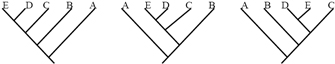 三种系发生树图显示之间的关系相同的五个类群:A, B, C, D和E .图左,沿着树枝的类群出现以下顺序:E、D、C、B和A .中间图,类群已经出现的顺序重新排列,E、D、C、B .在右边的图表中,类群已经出现的顺序重新排列,B, D, E和C尽管重新排列的顺序分类单元,每棵树描述了相同的分类单元之间的关系。