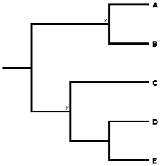 系统发生树图显示了5个假设分类单元之间的进化关系，标记为A、B、C、D和e。每个分类单元相对于其他分类单元的位置描述了它们之间的进化关系。
