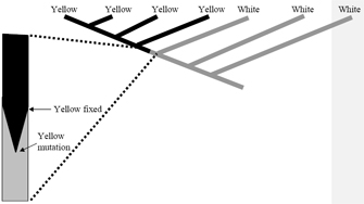 这个系统发生树图由一条对角线组成，有六条对角线从它分叉。每一条线或分支都代表着一个生物谱系。每个分支的末端都有一个标签，表明这个谱系是以开黄花还是开白花的开花植物为主。代表以黄花植物为主的谱系的四个分支用黑色表示;代表以白花植物为主的谱系的三个分支以灰色显示。左边放大的插图显示了沿树的一点，在以白花为主的种群中，黄花首次出现。用v形表示，左侧v形顶部标记为黄色固定，底部标记为黄色突变。