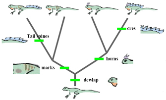 系统发育树图显示了从单一祖先进化而来的四个爬行动物谱系。树的根被描绘成一条垂直的灰线。根分为左分支和右分支，每个分支又分成两个额外的分支。爬行动物的示意图出现在这四个分支的末端。在这四个世系进化过程中出现的五个性状在树状图上用霓虹绿色矩形表示。这五个特征是:赘肉，印记，尾刺，角和冠毛。