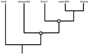 系统发育树图显示了鲨鱼、蝾螈、蜥蜴、犰狳和人类之间的进化关系。每个分类单元相对于其他分类单元的位置描述了它们之间的进化关系。