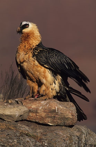 一张照片显示了一只叫胡须秃鹫的鸟站在一块岩石上，翅膀在它的侧面。这种鸟有棕色的胸部和脖子，黑色的翅膀和尾羽。它的头部顶部是白色的，眼睛和喙周围是黑色的。