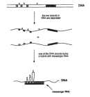 两步示意图显示了DNA双链区域和信使RNA分子形成DNA-RNA杂交分子。在图的顶部，双链DNA分子被描绘成两条平行的水平线。代表基因片段的四个区域用黑色阴影表示。这些片段被标记为a、b和c的开放片段分开。在第一步中，DNA的两条链被分开。在第二步中，其中一条DNA链与信使RNA分子形成杂交，如图阴影水平矩形所示。这导致DNA链上的中间区域a、b和c成为向上指向的环。