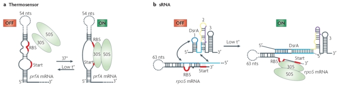 一个例子显示了两个原核riboswitches示意图。热敏元件的一个例子所示面板a随着环境的温度增加,互补碱基对的双链mRNA分子一起融化,允许绑定的核糖体单链mRNA的核糖体结合位点并启动密码子。短RNA的一个例子所示面板b部分短碱基对的反义链双链RNA信使RNA分子,释放核糖体结合位点和启动密码子有义链。这允许核糖体结合和翻译开始。