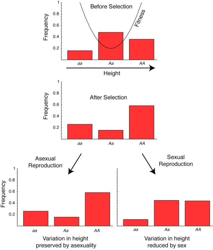 四张图表显示了在选择发生之前和之后，在有性和无性人群中三种身高基因型的频率。在每张图中，基因型显示在水平x轴上。每个基因型的频率显示在垂直y轴上，范围从0到1，用红色阴影矩形表示。矩形的高度与基因型频率相对应。在选择前，大写A、小写A的基因型频率最高。经过筛选，基因型大写A，大写A的频率最高。在无性繁殖后，基因型大写A、大写A的变异频率仍然最高，而有性繁殖后，基因型大写A、小写A和大写A、大写A的变异频率相同。