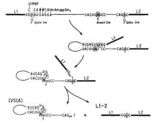 这个图表显示了RNA拼接的步骤。