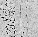 电子显微照片显示了染色质在灰色背景下的黑链。染色质股看起来瘦,竖线。水平线的分支垂直线向左和向右;水平线条看起来像一棵松树的树枝。深黑色圆形结构的每个分支终端旋钮和含有RNA加工机械。