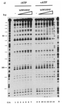 凝胶电泳显示DNAse敏感性在染色质水平的增加而越来越集中的HSWI / SNF复杂。这种凝胶是分为两个部分:列,或车道,编号1到7,被列为- ATP组。车道编号8通过14被归类为+ ATP组。HSWI / SNF复合物浓度的增加从左到右各一半,所以最低浓度在车道车道《一个和八个》和最高7和14。