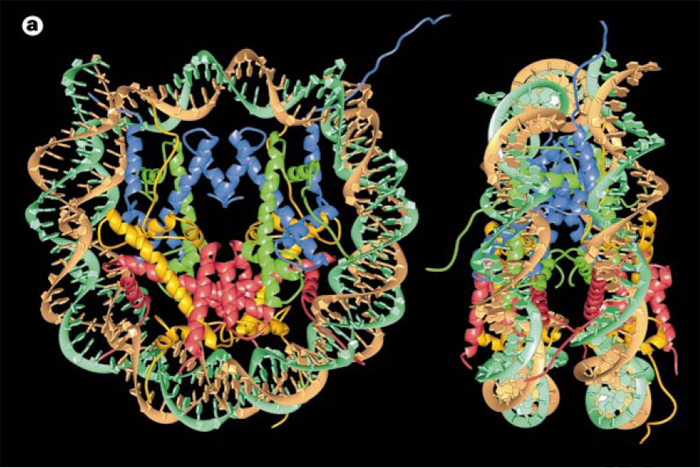 数字模型显示核小体的原子结构绑定到一个DNA分子,从自上而下的角度和侧面黑色背景。自上而下的形象,在左边,绿色和棕色的DNA双螺旋形式封闭围成一个复杂的蓝色,绿色,黄色和红色卷曲丝带。每个带代表一个组蛋白蛋白质。概要文件的图片,右边,双螺旋缠绕组蛋白蛋白质倒u型。